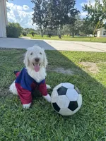 Snowball, a male Poodle - Standard  for sale in Poinciana, FL – 3 of 3