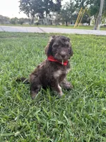 Caramelo, a male Poodle - Standard  for sale in Poinciana, FL – 1 of 4