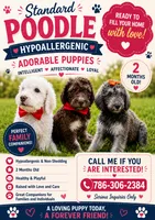 Caramelo , a male Poodle - Standard  for sale in Poinciana, FL – 8 of 8