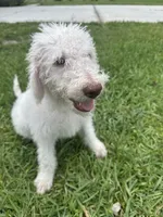Snowball, a male Poodle - Standard  for sale in Poinciana, FL – 3 of 7