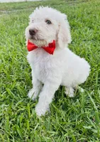 Snowball, a male Poodle - Standard  for sale in Poinciana, FL – 2 of 7