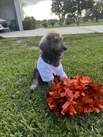 Lara, a female Poodle - Standard  for sale in Poinciana, FL – 2 of 4