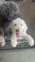 Snowball, a male Poodle - Standard  for sale in Poinciana, FL – 2 of 3