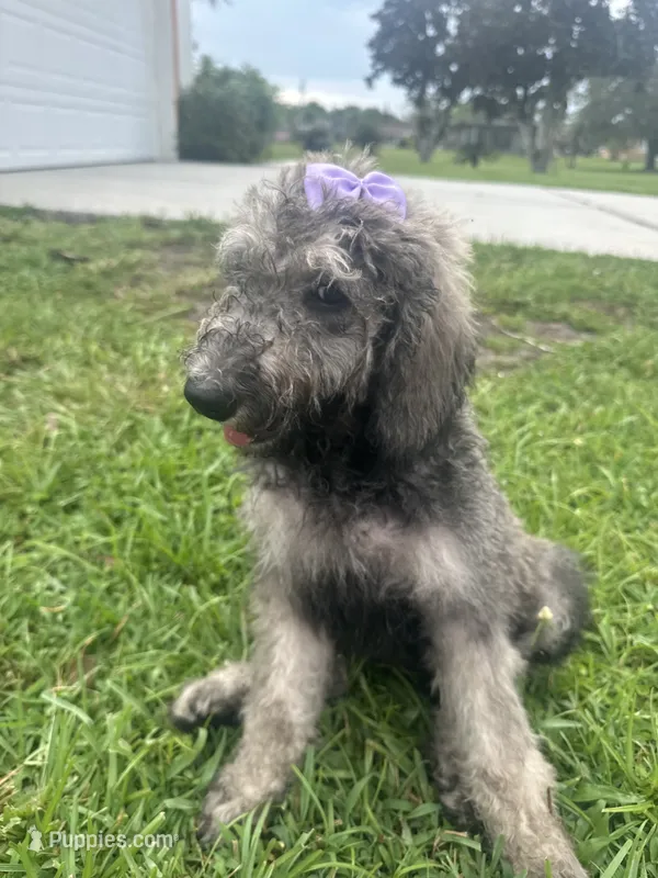 Lara – Poodle - Standard  puppy for sale in Poinciana, FL