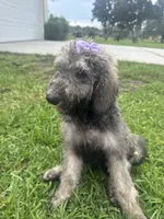 Lara, a female Poodle - Standard  for sale in Poinciana, FL – 1 of 4