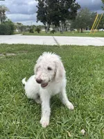 Snowball, a male Poodle - Standard  for sale in Poinciana, FL – 2 of 7