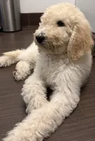 Nina, a female Poodle - Standard  for sale in Poinciana, FL – 1 of 3