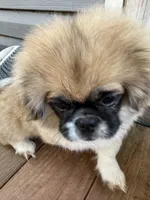 Boy #1, a male Pekingese for sale in Palmyra, PA – Photo 1 of 9