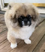 Boy #1, a male Pekingese for sale in Palmyra, PA – Photo 2 of 9