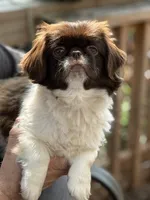 Boy #1, a male Pekingese for sale in Palmyra, PA – Photo 8 of 9