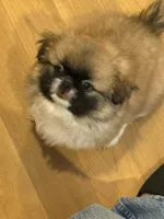 Boy #1, a male Pekingese for sale in Palmyra, PA – Photo 5 of 9