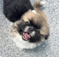 Boy #1, a male Pekingese for sale in Palmyra, PA – Photo 6 of 9
