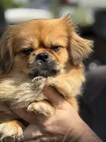 Boy #1, a male Pekingese for sale in Palmyra, PA – Photo 9 of 9