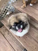 Boy #1, a male Pekingese for sale in Palmyra, PA – Photo 3 of 9
