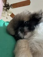 Boy #1, a male Pekingese for sale in Palmyra, PA – Photo 4 of 9