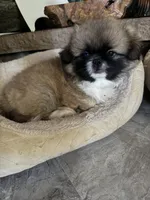 Boy #1, a male Pekingese for sale in Palmyra, PA – Photo 7 of 9