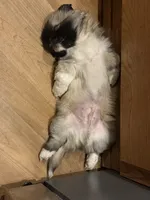 processed/454e9612-6b94-4513-b7fd-a816e3543cc1/listing/48740ca6-c883-4d35-a7fa-46b683b78c90/93a9711a-94ec-4b83-89a3-5ab32e17932a