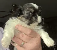 Girl #2, a female Pekingese for sale in Palmyra, PA – Photo 6 of 7