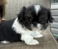 Girl #2, a female Pekingese for sale in Palmyra, PA – Photo 3 of 7