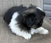 Girl #2, a female Pekingese for sale in Palmyra, PA – Photo 4 of 7