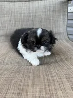 Girl #2, a female Pekingese for sale in Palmyra, PA – Photo 5 of 7