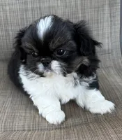 Girl #2, a female Pekingese for sale in Palmyra, PA – Photo 1 of 7