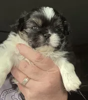 Girl #2, a female Pekingese for sale in Palmyra, PA – Photo 7 of 7