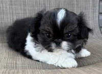 Girl #2, a female Pekingese for sale in Palmyra, PA – Photo 2 of 7