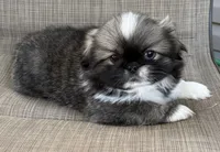 Girl #1, a female Pekingese for sale in Palmyra, PA – Photo 1 of 6