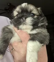 Girl #1, a female Pekingese for sale in Palmyra, PA – Photo 5 of 6