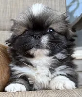 Girl #1, a female Pekingese for sale in Palmyra, PA – Photo 2 of 6