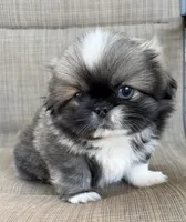 Girl #1, a female Pekingese for sale in Palmyra, PA – Photo 3 of 6