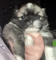 Girl #1, a female Pekingese for sale in Palmyra, PA – Photo 6 of 6