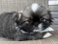 Girl #1, a female Pekingese for sale in Palmyra, PA – Photo 4 of 6