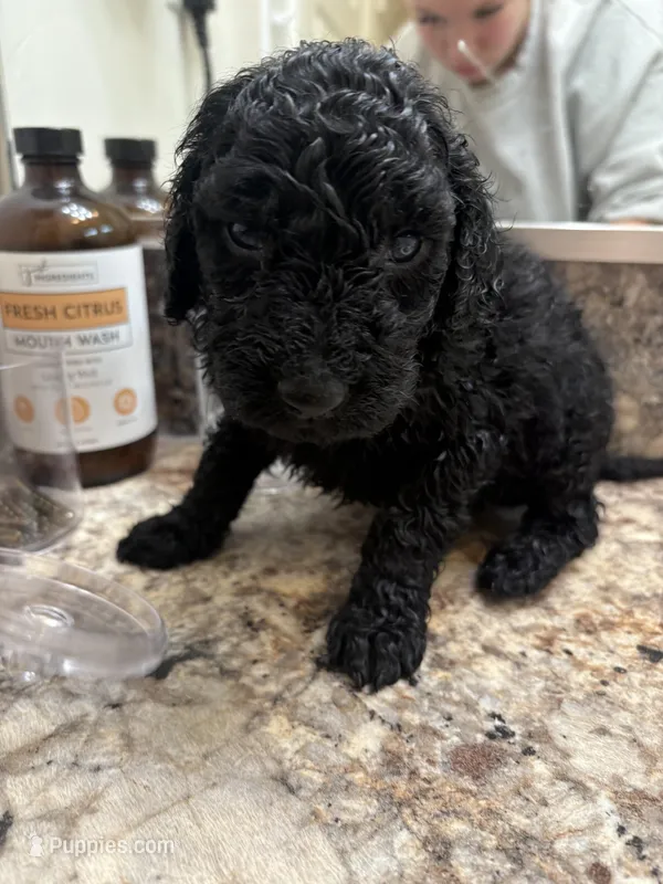 Golden doodle , a male Goldendoodle for sale in Pocatello, ID – Photo 1 of 1