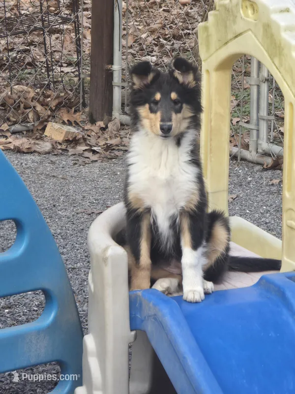 Minnie, a female Collie for sale in Seward, PA – Photo 1 of 2