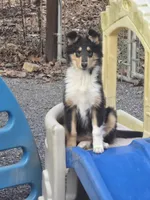 Minnie, a female Collie for sale in Seward, PA – Photo 1 of 2