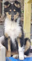 Minnie, a female Collie for sale in Seward, PA – Photo 2 of 2