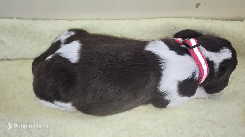 Pink collar – English Springer Spaniel puppy for sale in Seward, PA