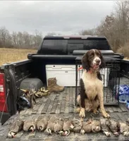 Female 2, a female English Springer Spaniel for sale in Seward, PA – Photo 8 of 9