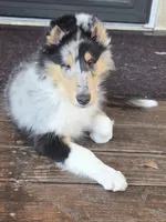 Buddie, a male Collie for sale in Seward, PA – Photo 2 of 2