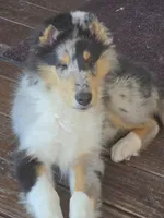 Buddie, a male Collie for sale in Seward, PA – Photo 1 of 2