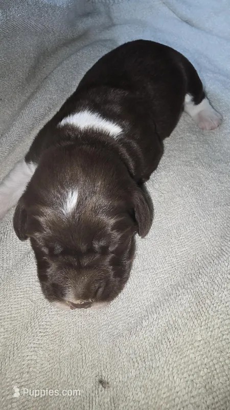 Male 1 – English Springer Spaniel puppy for sale in Seward, PA