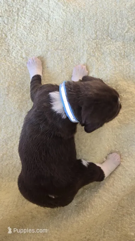 Blue collar – English Springer Spaniel puppy for sale in Seward, PA