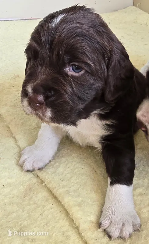 Blue collar – English Springer Spaniel puppy on hold in Seward, PA