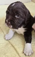 Blue collar, a male English Springer Spaniel for sale in Seward, PA – 1 of 7