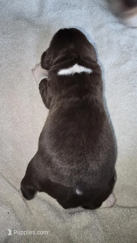 Male 3 – English Springer Spaniel puppy for sale in Seward, PA