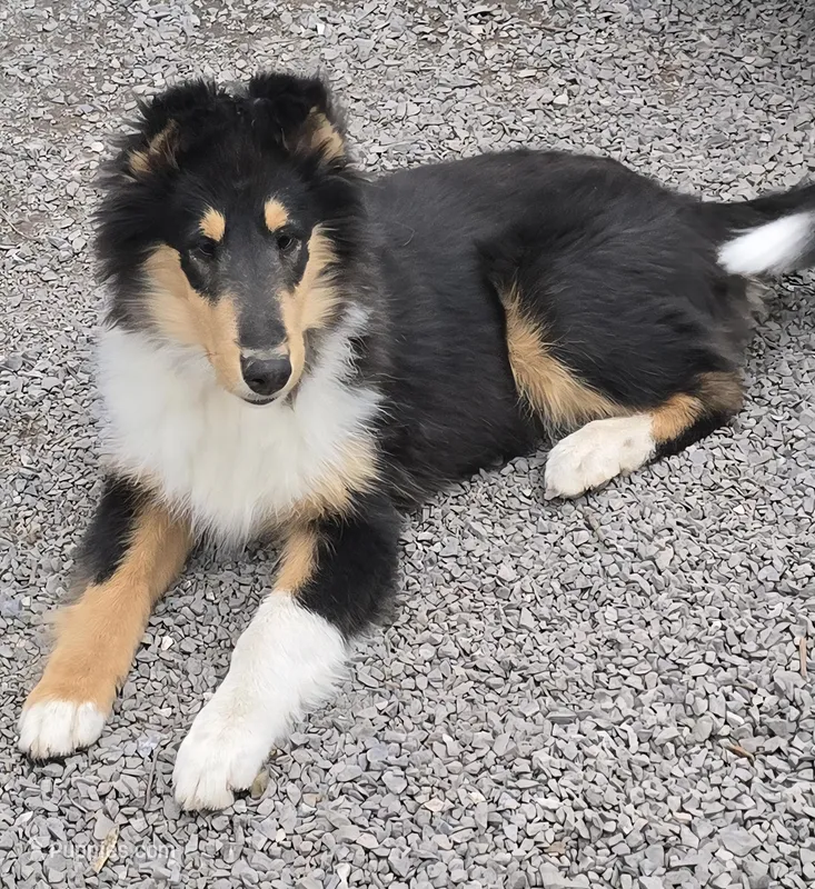 Mini, a female Collie for sale in Seward, PA – Photo 1 of 1