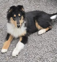 Mini, a female Collie for sale in Seward, PA – 1 of 1