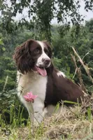 Male 2, a female English Springer Spaniel for sale in Seward, PA – Photo 7 of 10